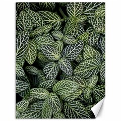 Leaves Foliage Botany Plant Canvas 12  X 16  by Ravend