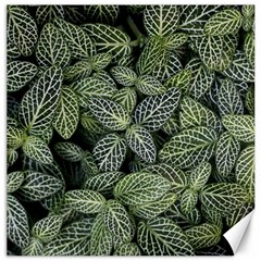 Leaves Foliage Botany Plant Canvas 16  X 16  by Ravend