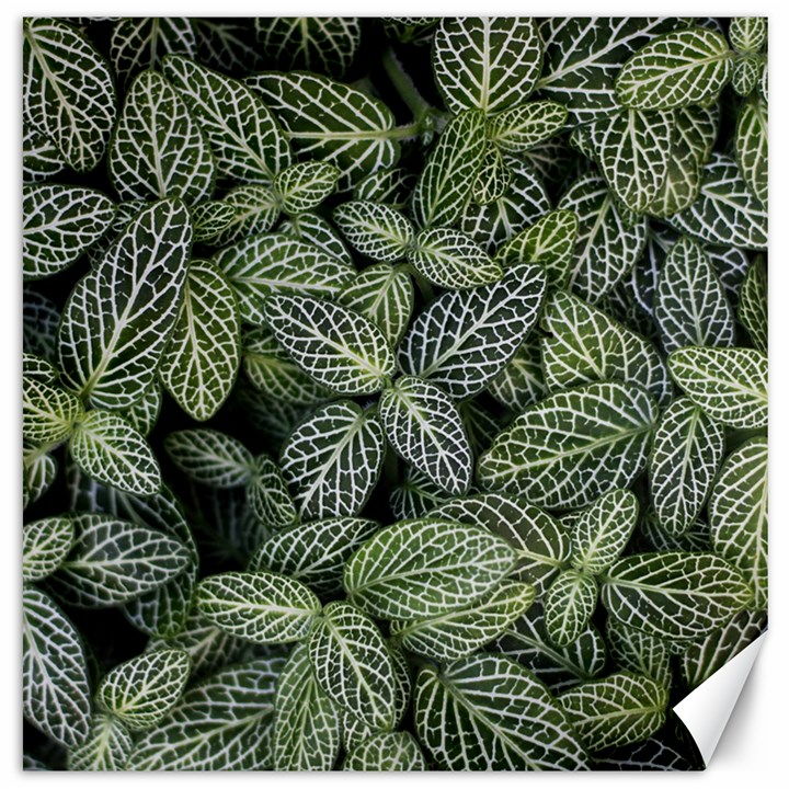 Leaves Foliage Botany Plant Canvas 20  x 20 