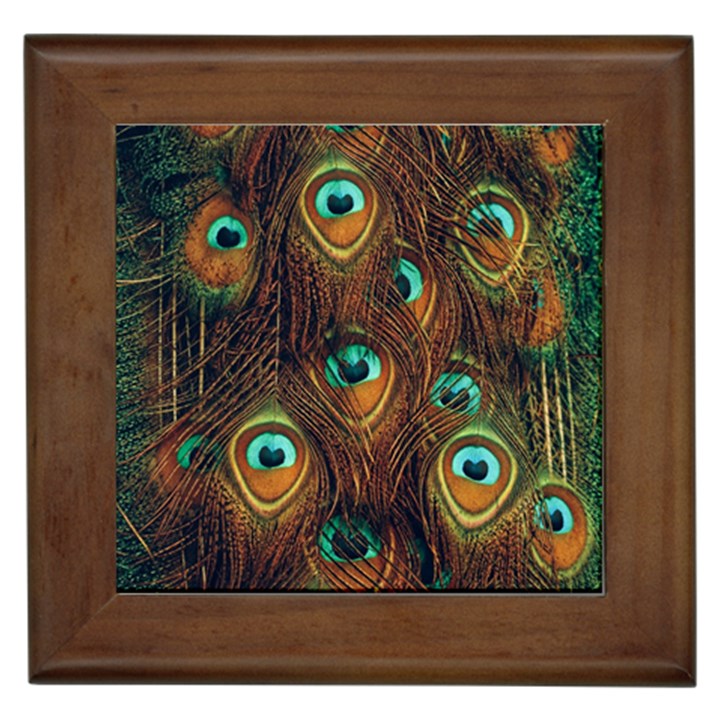 Peacock Feathers Framed Tile