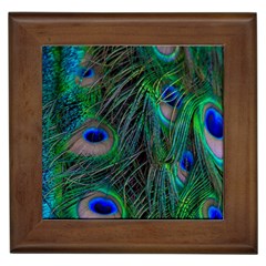 Beautiful Peacock Feathers Framed Tile by Ravend