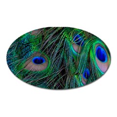 Beautiful Peacock Feathers Oval Magnet by Ravend