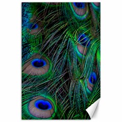 Beautiful Peacock Feathers Canvas 24  X 36  by Ravend