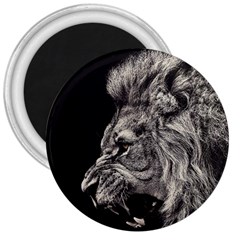 Angry Male Lion 3  Magnets