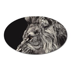 Angry Male Lion Oval Magnet by Jancukart