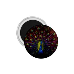 Beautiful Peacock Feather 1 75  Magnets