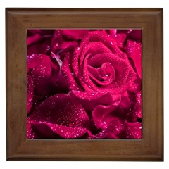 Water Rose Pink Background Flower Framed Tile by Ravend