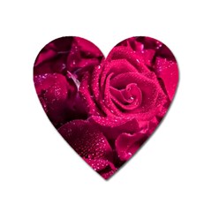 Water Rose Pink Background Flower Heart Magnet by Ravend