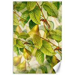 Pear Fruit Tree Organic Pattern Canvas 24  X 36  by Wegoenart