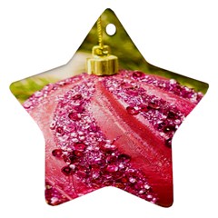 Christmas Decoration 7 Ornament (star) by artworkshop