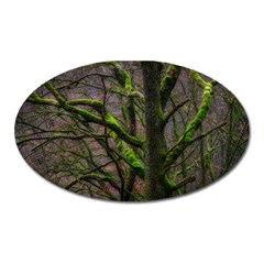 Tree Moss Forest Bark Wood Trunk Oval Magnet by Wegoenart