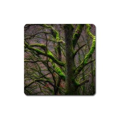 Tree Moss Forest Bark Wood Trunk Square Magnet by Wegoenart