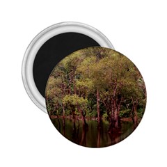 Landscape Jungle Reflection Nature 2 25  Magnets by Wegoenart