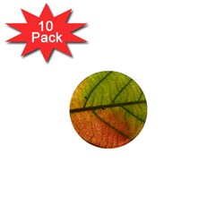 Leaf Autumn Fall Season Macro 1  Mini Magnet (10 Pack)  by Wegoenart