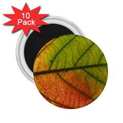 Leaf Autumn Fall Season Macro 2 25  Magnets (10 Pack)  by Wegoenart