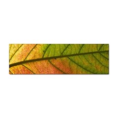 Leaf Autumn Fall Season Macro Sticker (bumper) by Wegoenart