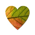 Leaf Autumn Fall Season Macro Heart Magnet Front