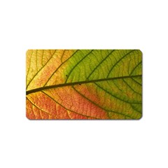 Leaf Autumn Fall Season Macro Magnet (name Card)