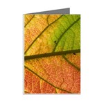 Leaf Autumn Fall Season Macro Mini Greeting Cards (Pkg of 8) Right