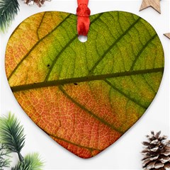 Leaf Autumn Fall Season Macro Heart Ornament (two Sides) by Wegoenart