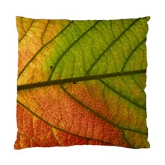 Leaf Autumn Fall Season Macro Standard Cushion Case (one Side) by Wegoenart