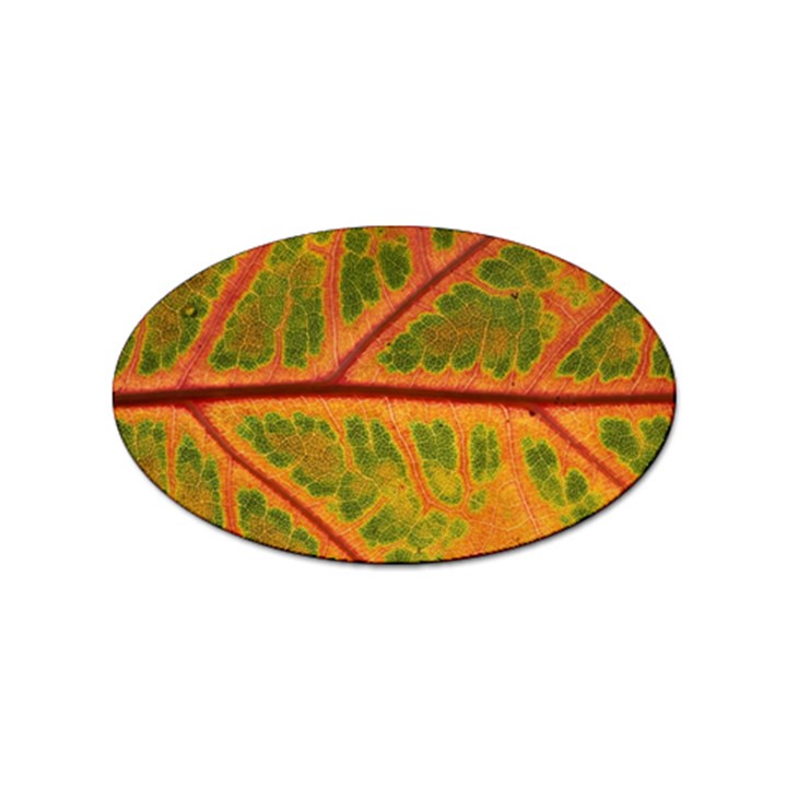 Leaf Veins Texture Autumn Fall Sticker Oval (100 pack)