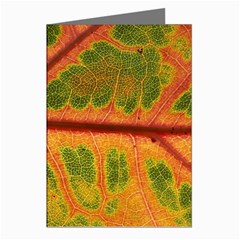 Leaf Veins Texture Autumn Fall Greeting Cards (pkg Of 8) by Wegoenart