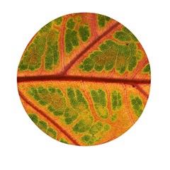 Leaf Veins Texture Autumn Fall Mini Round Pill Box (pack Of 3) by Wegoenart