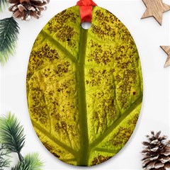 Leaf Structure Texture Background Ornament (oval) by Wegoenart