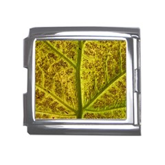 Leaf Structure Texture Background Mega Link Italian Charm (18mm) by Wegoenart