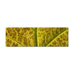 Leaf Structure Texture Background Sticker Bumper (10 Pack) by Wegoenart