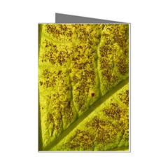 Leaf Structure Texture Background Mini Greeting Cards (pkg Of 8) by Wegoenart