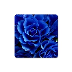 Blue Rose Flower Plant Romance Square Magnet by Wegoenart