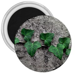 Vine On Damaged Wall Photo 3  Magnets by dflcprintsclothing