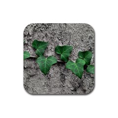 Vine On Damaged Wall Photo Rubber Coaster (square) by dflcprintsclothing