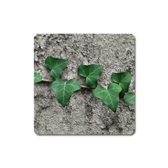 Vine On Damaged Wall Photo Square Magnet by dflcprintsclothing