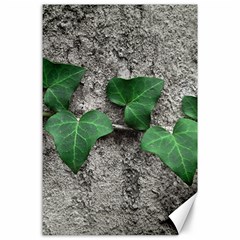 Vine On Damaged Wall Photo Canvas 24  X 36  by dflcprintsclothing