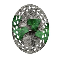 Vine On Damaged Wall Photo Oval Filigree Ornament (two Sides) by dflcprintsclothing