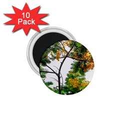 Tree Sunlight Forest Nature Landscape Sunrise Fog 1 75  Magnets (10 Pack)  by danenraven