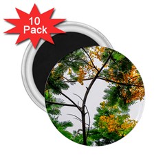 Tree Sunlight Forest Nature Landscape Sunrise Fog 2 25  Magnets (10 Pack)  by danenraven