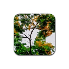 Tree Sunlight Forest Nature Landscape Sunrise Fog Rubber Coaster (square) by danenraven