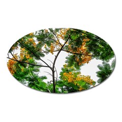 Tree Sunlight Forest Nature Landscape Sunrise Fog Oval Magnet by danenraven