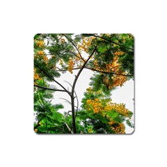 Tree Sunlight Forest Nature Landscape Sunrise Fog Square Magnet by danenraven