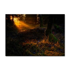 Sunset Forest Fall Sunbeams Nature Sticker A4 (100 Pack) by danenraven