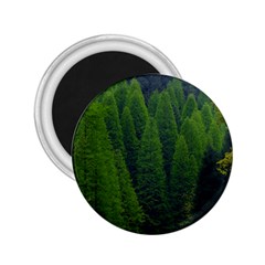 Forest Scenery Nature Trees Woods 2 25  Magnets by danenraven