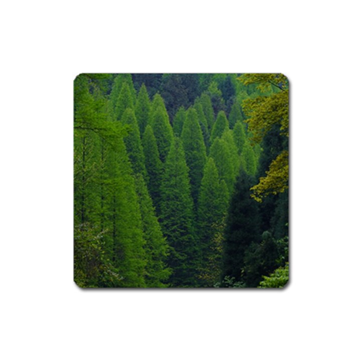 Forest Scenery Nature Trees Woods Square Magnet