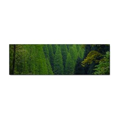 Forest Scenery Nature Trees Woods Sticker Bumper (10 Pack) by danenraven