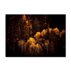 Autumn Fall Foliage Forest Trees Woods Nature Sticker A4 (10 Pack) by danenraven