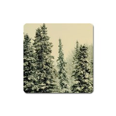 Winter Snow Frost Landscape Forest Trees Woods Square Magnet by danenraven