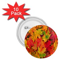 Autumn Background Maple Leaves 1 75  Buttons (10 Pack) by artworkshop